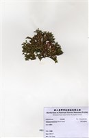 藏品(絨毛乳節藻)的圖片